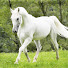 UDXfgySj_mg-channel-avatar-Geovana & Giovana Horses
