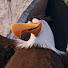 0NOlCVmWKGg-channel-avatar-Light Bird's Stuff