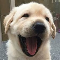  Crazy Animal City 2588アイコン画像