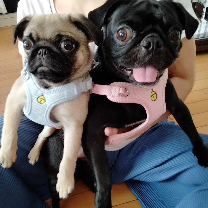 モンティラパグパグ【pug2】