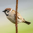 _JGsb87PEIo-channel-avatar-Mahjong Sparrow