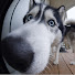 SIbeguLesjY-channel-avatar-Funny Pet Lab