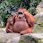 orangutan shades