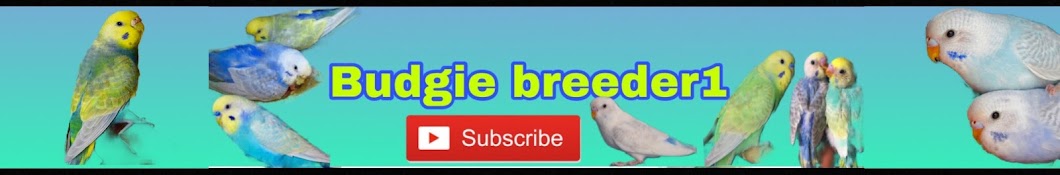 budgie_ breeder1 Awatar kanału YouTube