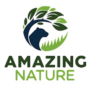 Amazing Nature