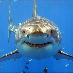 Sea Predator Attack