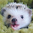 @MidnightHedgehog365's avatar