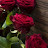 @saidahmed8448