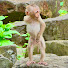 QSV00WVlf4g-channel-avatar-Monkey Cutest