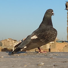 عقيل الصياد 