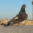 MvVMXHs3nw4-channel-avatar-عقيل الصياد 