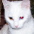 -26txfh4vOw-channel-avatar-- Terios -