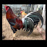 zOPp-HQSGLM-channel-avatar-MINH NHẬT GAMEFARM