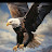 @FF__LIUNCHER__1 Avatar
