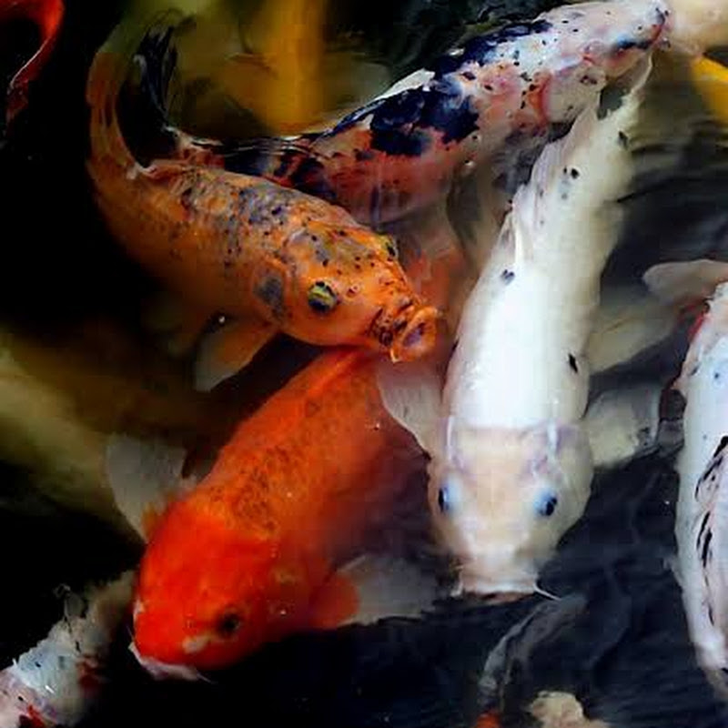 Fishing hunting & cooking