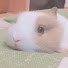_wrbRN5Cvlo-channel-avatar-うちぼんの部屋