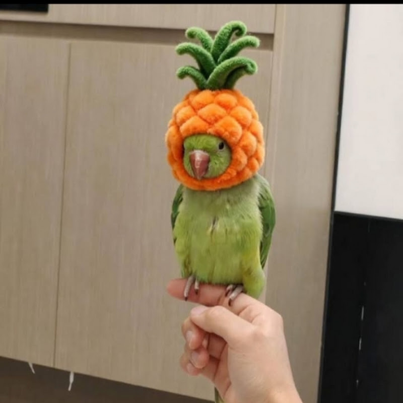 funny parrot