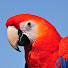 YO06FQY5zF4-channel-avatar-Parrots Fun TV