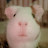 @rodents00