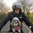 h3PqUm61-Mo-channel-avatar-Larrytheshihtzu 