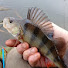 S6P8JHVd5eU-channel-avatar-BitePoint Angling