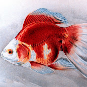 LadyRedfish180