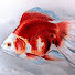 h-eDYZrRNHo-channel-avatar-LadyRedfish180