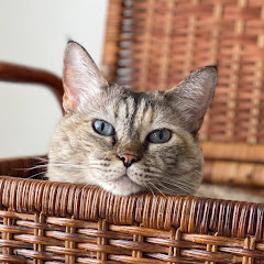 猫と暮らしの音アイコン画像