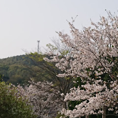 魚