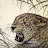 @Palang-Leopard