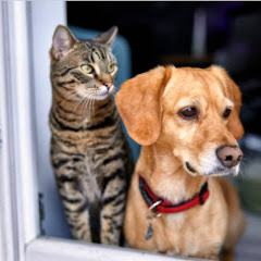 Trucos Rápidos para Mascotas 🐶🐱