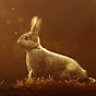 history rabbit