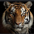 WcN5gOuwb0s-channel-avatar-WitzKraft
