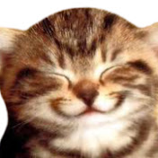 funny cat - laughing cat