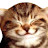 funny cat - laughing cat