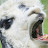 @KrissandraC Avatar