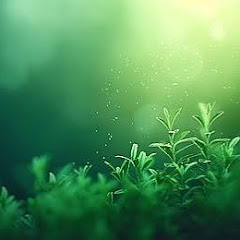 Thu Hà の画像