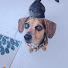 zK_pFWQGOvE-channel-avatar-Dog Ate My Card Collector