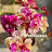 Bougainvillea X