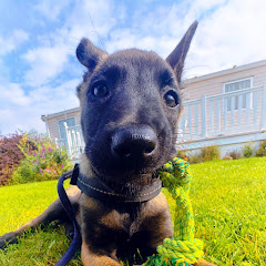 まいにち🐶シェパード - シェアハウスで大型犬を飼うアイコン画像