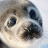 Generic Seal