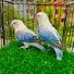 hdc-ohowGWI-channel-avatar-Mahinoor Lovebirds