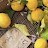 @Lemon-green-peace
