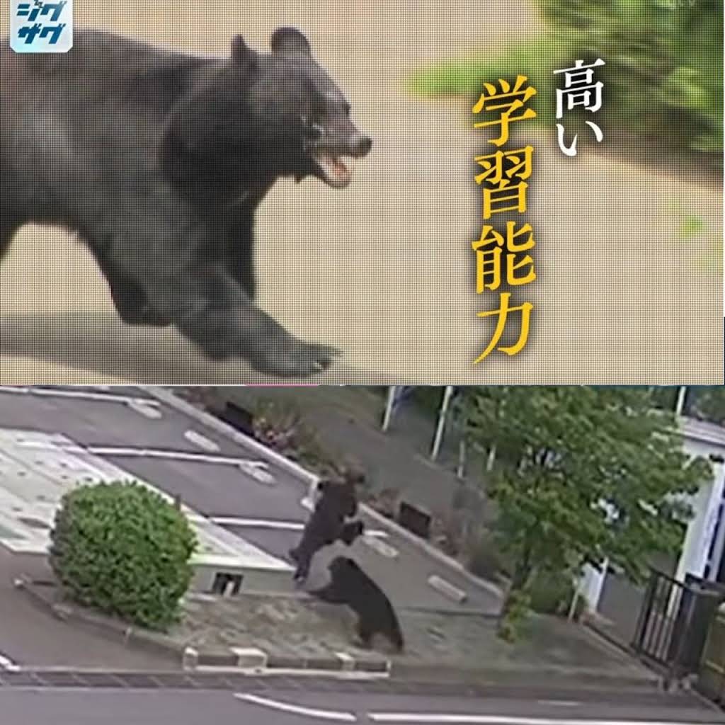 クマっくす　ページ YouTube