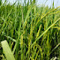 CeQxPseGzpw-channel-avatar- Smart Kisan Vlogs