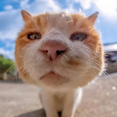 simon and the petsアイコン画像