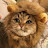 @kurrycat_