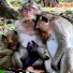 Rp5YudgEx9k-channel-avatar-Global monkey 