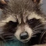 WcMoDCAF4fU-channel-avatar-starkeeper__
