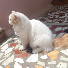 JJH firdo farms, sirkali